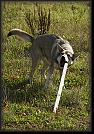 14 Hoest-Herbst-Autumn 07 * 1330 x 1917 * (2.55MB)